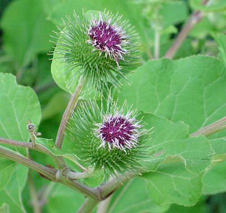 burdock