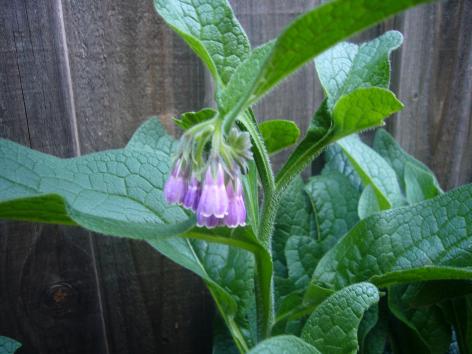 comfrey-3612