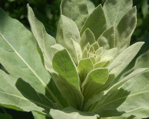mullein.jpg.638x0_q80_crop-smart