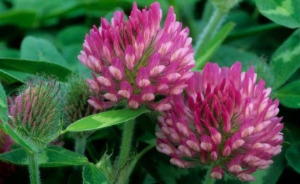 Red-Clover
