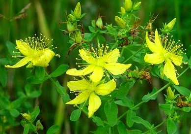 StJohnWort