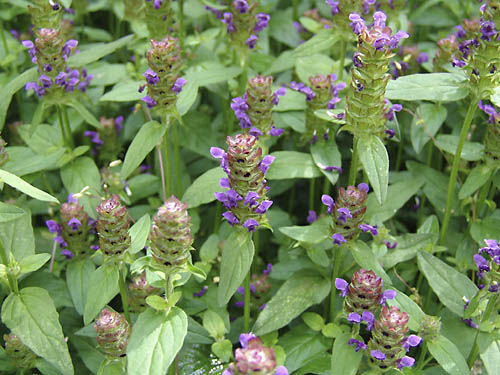 prunella vulgaris_plant