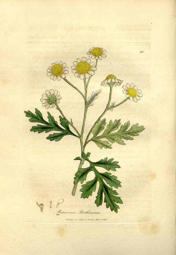Tanacetum parthenium.jpg