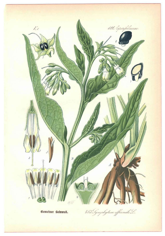 Comfrey_web