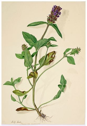 b3fafb486d1946ef4b0b8bf6ff983025--herbaria-wild-flowers