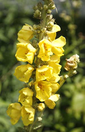 mullein_flower_close